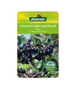 Apfelbeere, Aronia 'Nero' -Biohort || Vitavia || Elho Verkaufsgeschäft 00000000 Aronia melanocarpa Nero 2016 1