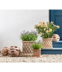 Neu eingetroffen -Biohort || Vitavia || Elho Verkaufsgeschäft 20200722 WE MO 001 LavandulaAngustifolia 2021 GC11