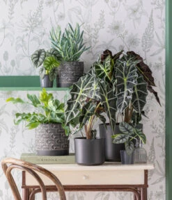 Pfeilblatt - Alocasia Amazonica 'Polly' -Biohort || Vitavia || Elho Verkaufsgeschäft 3816550 WE MO 001 TOK Coolgrey