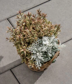 Diephaus Terrassenplatte Rustica, Ca. B60/H4/T40 Cm -Biohort || Vitavia || Elho Verkaufsgeschäft 4047924 WE MO 001 DIEPHAUSTerrassenplatteRUSTICAQUARZ