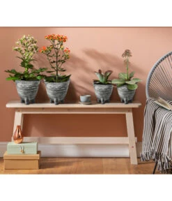 Kalanchoe - Kalanchoe Humilis 'Desert Surprise' -Biohort || Vitavia || Elho Verkaufsgeschäft 4118931 8238719 WE MO 001 TopfKalanchoeAnthrazit