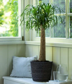 Elefantenfuß, In Seegras-Korb -Biohort || Vitavia || Elho Verkaufsgeschäft 4439089 4439022 WE MO 003 KorbIgmarGrau