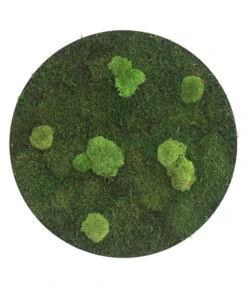 StyleGREEN Bild Aus Wald- Und Kugelmoos, Kreisförmig, Ca. Ø80 Cm