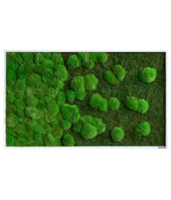 StyleGREEN Bild Aus Wald- Und Kugelmoos Im Verlauf, Ca. B100/H60/T7 Cm