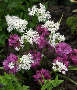 Dehner Blumenzwiebel 5 Monate Blütenpracht, 200 Stk. -Biohort || Vitavia || Elho Verkaufsgeschäft 6617286 WE MO 002 DehnerBlumenzwiebel5MonateBlumenpaket