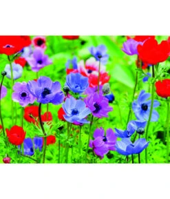 Dehner Blumenzwiebel 5 Monate Blütenpracht, 200 Stk. -Biohort || Vitavia || Elho Verkaufsgeschäft 6617286 WE MO 003 DehnerBlumenzwiebel5MonateBlumenpaket