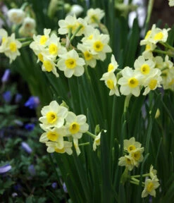 Dehner Blumenzwiebel 5 Monate Blütenpracht, 200 Stk. -Biohort || Vitavia || Elho Verkaufsgeschäft 6617286 WE MO 005 DehnerBlumenzwiebel5MonateBlumenpaket