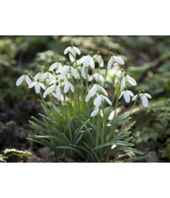 Dehner Blumenzwiebel 5 Monate Blütenpracht, 200 Stk. -Biohort || Vitavia || Elho Verkaufsgeschäft 6617286 WE MO 006 DehnerBlumenzwiebel5MonateBlumenpaket