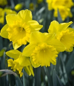 Dehner Blumenzwiebel 5 Monate Blütenpracht, 200 Stk. -Biohort || Vitavia || Elho Verkaufsgeschäft 6617286 WE MO 007 DehnerBlumenzwiebel5MonateBlumenpaket