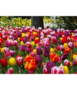 Dehner Blumenzwiebel 5 Monate Blütenpracht, 200 Stk. -Biohort || Vitavia || Elho Verkaufsgeschäft 6617286 WE MO 010 DehnerBlumenzwiebel5MonateBlumenpaket