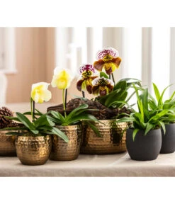 Grünlilie - Chlorophytum Comosum -Biohort || Vitavia || Elho Verkaufsgeschäft 6784912 6784920 6784938 6778773 WE MO 001 TopfKodyGoldTopfKodyAnthrazit