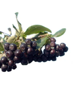 Apfelbeere, Aronia 'Nero' -Biohort || Vitavia || Elho Verkaufsgeschäft 7045701 BildFS 001 AroniaAroniaMelanocarpaNero