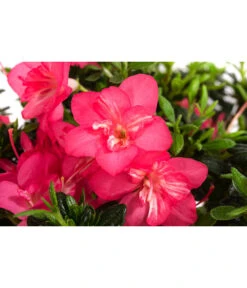 Japanische Azalee 'Anouk' -Biohort || Vitavia || Elho Verkaufsgeschäft 7046576 WE DE 001 JapanischeAzaleeAnouk1L