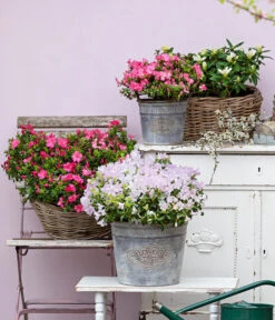 Japanische Azalee 'Anouk' -Biohort || Vitavia || Elho Verkaufsgeschäft 7046576 WE MO 001 JapanischeAzaleeAnouk