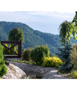 Trauer-Birke 'Youngii' 6 Trauer-Birke 'Youngii' -Biohort || Vitavia || Elho Verkaufsgeschäft 7075187 WE MO 001 HaengebirkeBetulaPendulaPixabay