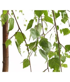 Trauer-Birke 'Youngii' 7 Trauer-Birke 'Youngii' -Biohort || Vitavia || Elho Verkaufsgeschäft 7075419 WE DE 001 BetulaPendulaYoungiiTrauerBirke15LDehnerExpressHerzig