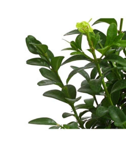 Buchs -Biohort || Vitavia || Elho Verkaufsgeschäft 7083108 PR DE 001 BuchsBuxusGuteWahl9DehnerExpressHerzig