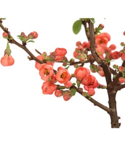 Zierquitte -Biohort || Vitavia || Elho Verkaufsgeschäft 7101900 WE DE 001 ZierquitteChaenomelesFriesdorferTyp3LDehnerExpressHerzig