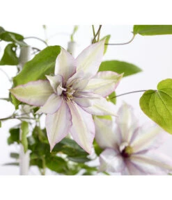 Waldrebe - Clematis, Spalier