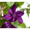 Waldrebe - Clematis, Blau, Bogen -Biohort || Vitavia || Elho Verkaufsgeschäft 7127350 WE DE 001 ClematisBlauBogenWaldrebe3LDehnerExpressZS