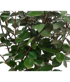 Wintergrüne Ölweide 'Compacta' -Biohort || Vitavia || Elho Verkaufsgeschäft 7169402 WE DE 001 ElaeagnusCompacta3L Oelweide