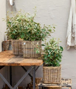 Wintergrüne Ölweide 'Compacta' -Biohort || Vitavia || Elho Verkaufsgeschäft 7169402 WE MO 001 WintergrueneOelweideCompacta