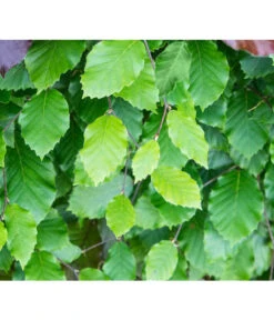 3 Meter Rotbuche, 6 X 200-225 Cm -Biohort || Vitavia || Elho Verkaufsgeschäft 7185077 FagusSylvaticaDetailLuckner