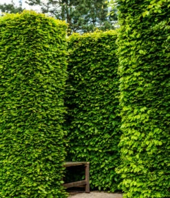 3 Meter Rotbuche, 6 X 200-225 Cm -Biohort || Vitavia || Elho Verkaufsgeschäft 7185093 WE MO 002 RotbucheFagusSylvatica