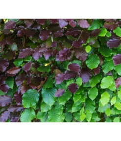 10 Meter Blutbuche ‘Purpurea‘, 50 X 100-125 Cm -Biohort || Vitavia || Elho Verkaufsgeschäft 7185523 WE DE 001 FagusSylvaticaPurpureaRot