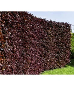 10 Meter Blutbuche ‘Purpurea‘, 50 X 100-125 Cm -Biohort || Vitavia || Elho Verkaufsgeschäft 7185523 WE MO 001 FagusSylvaticaPurpureaLuckner