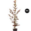 10 Meter Blutbuche ‘Purpurea‘, 50 X 100-125 Cm -Biohort || Vitavia || Elho Verkaufsgeschäft 7185531 WE FS 002 BlutbuchePurpurea50x