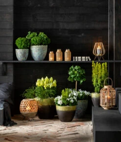 Gelbe Säuleneibe 'David' -Biohort || Vitavia || Elho Verkaufsgeschäft 7196199 WE MO 001 GinkgoBilobaTaxusBaccataEibeThujaTeddyLebensbaumKonifere 2021 BL13