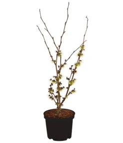 Chinesische Zaubernuss