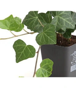 Titelseite 32 Titelseite -Biohort || Vitavia || Elho Verkaufsgeschäft 7209539 WE DE 003 HederaEfeuHibernica9CDehnerExpressHerzig