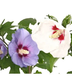 Hibiskus-Duo - Garten-Eibisch, Verschiedene Farbkombinationen
