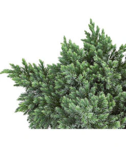 Schuppen-Wacholder 'Blue Star' -Biohort || Vitavia || Elho Verkaufsgeschäft 7253826 PR DE 001 JuniperusBlueStar3LDehnerExpressHerzig