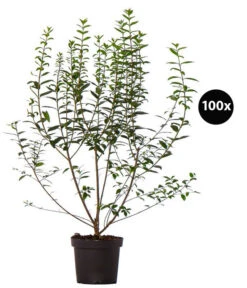 33 Meter Ovalblättriger Liguster, 100 X Ca. 60-100 Cm