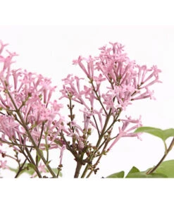 Chinesischer Zwerg-Flieder 'Palibin' -Biohort || Vitavia || Elho Verkaufsgeschäft 7274061 PR DE 001 SyringaFliederMeyeriPalibin3LDehnerExpressHerzig