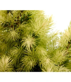 Titelseite 34 Titelseite -Biohort || Vitavia || Elho Verkaufsgeschäft 7314008 WE DE 001 PiceaGlaucaJWDaisysWhiteFichte3LDehnerExpressZS