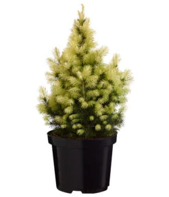 Zwerg-Zuckerhutfichte 'Daisy's White'