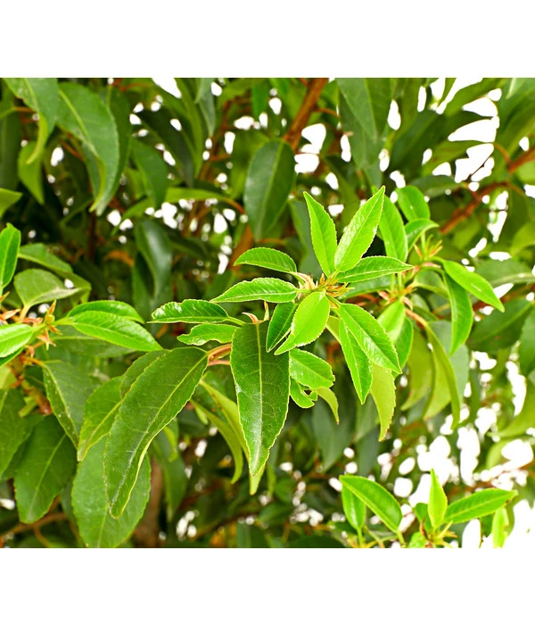 Portugiesischer Kirschlorbeer 'Angustifolia' 4 Portugiesischer Kirschlorbeer 'Angustifolia' – Bild 2