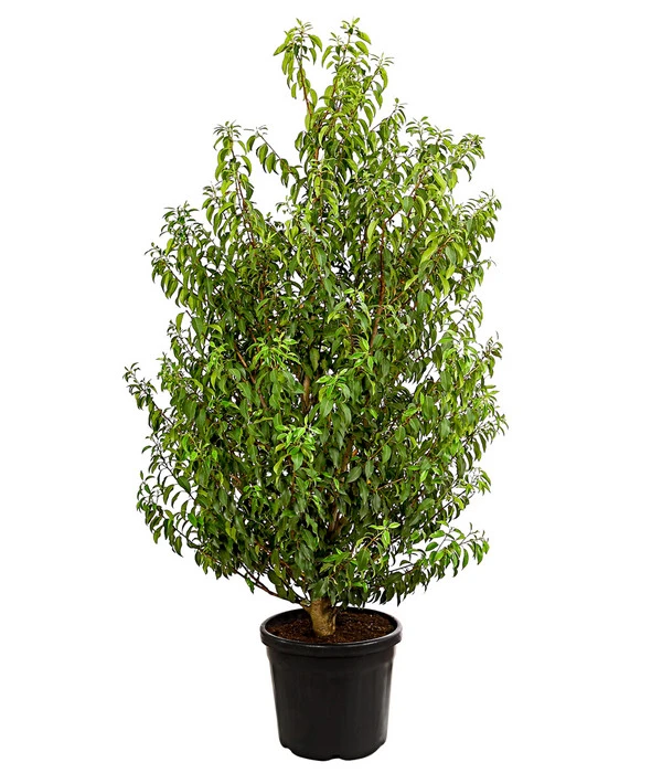 Portugiesischer Kirschlorbeer 'Angustifolia' 3 Portugiesischer Kirschlorbeer 'Angustifolia'