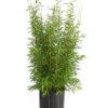 Gartenbambus 'Brillant' -Biohort || Vitavia || Elho Verkaufsgeschäft 7470792 WE FS 003 SinarundinariaBrillant13LDehnerExpressHerzig