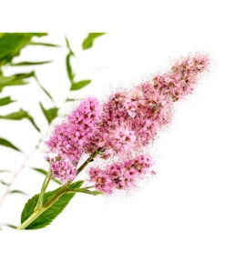 Kolbenspiere 'Triumphans' -Biohort || Vitavia || Elho Verkaufsgeschäft 7483472 WE DE 001 SpiraeaTriumphansKolbenspiere5LDehnerExpressHerzig