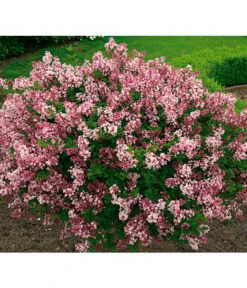 Chinesischer Zwerg-Flieder 'Palibin' -Biohort || Vitavia || Elho Verkaufsgeschäft 7489792 BildFS 001 ChinesischerZwergFliederSyrMeyeriPalibin