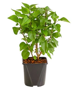 Titelseite 30 Titelseite -Biohort || Vitavia || Elho Verkaufsgeschäft 7492689 WE FS 001 FliederSyringaCharlesJolyStrauch2LiterDehnerExpressHerzig