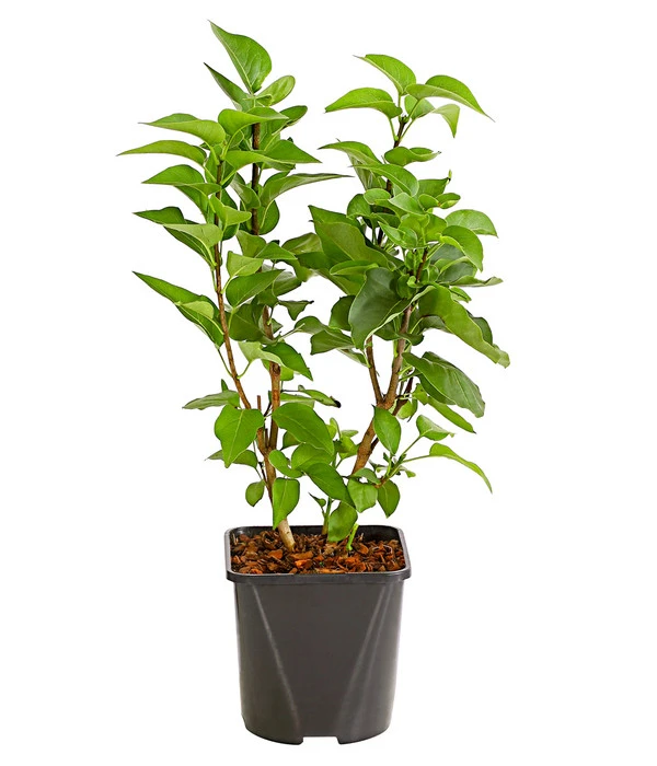 Flieder 'Michel Buchner' 4 Flieder 'Michel Buchner' – Bild 2