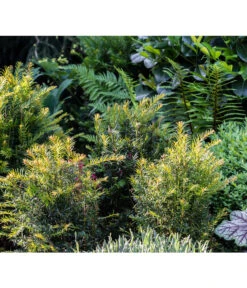 7 Meter Europäische Eibe, 14 X Ca. 100-125 Cm -Biohort || Vitavia || Elho Verkaufsgeschäft 7496714 PR MO 001 TaxusEibeGWLucknerMai2017