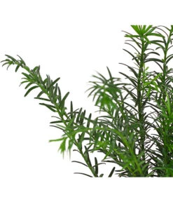 7 Meter Europäische Eibe, 14 X Ca. 100-125 Cm -Biohort || Vitavia || Elho Verkaufsgeschäft 7497100 PR DE 001 TaxusEibeBaccata9CDehnerExpressHerzig