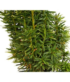 Gelbe Säuleneibe 'David'